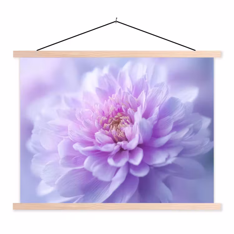 Schoolplaat - Paars - Dahlia - Dromerig — 1
