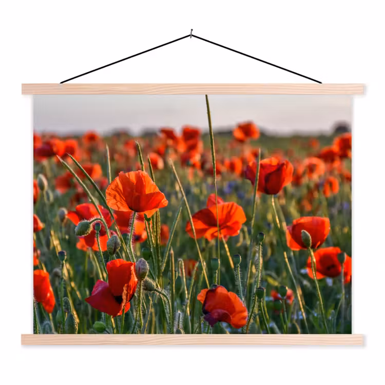 Schoolplaat - Bloemen - Klaprozen - Natuur - Rood — 1