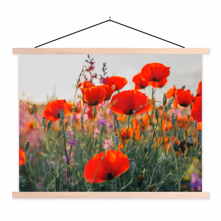 Schoolplaat - Klaproos - Bloemen - Rood - Paars - Weide — 1