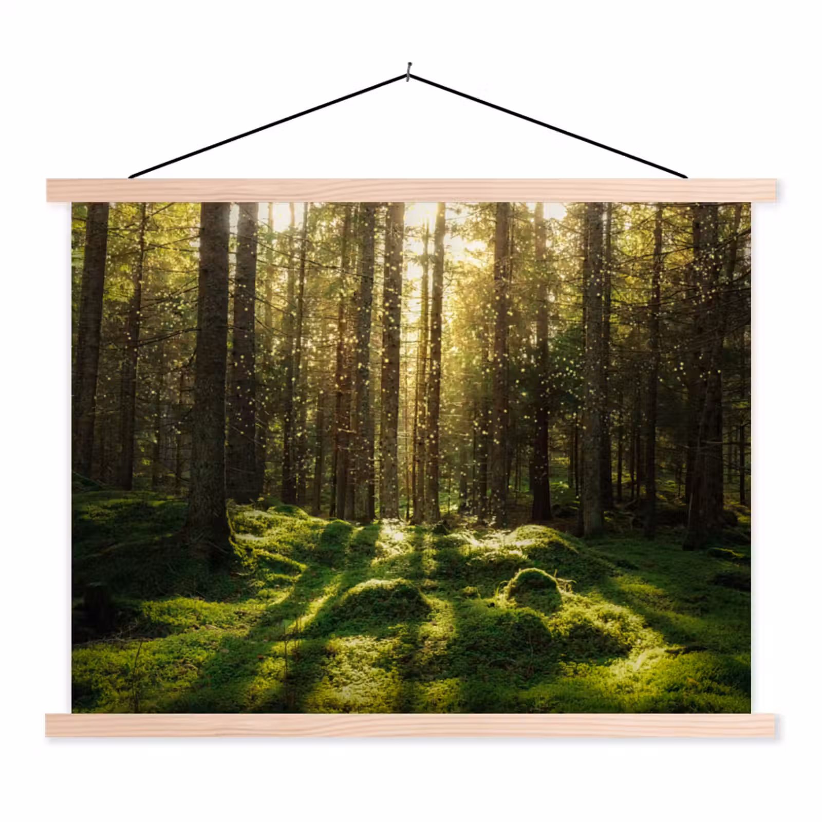 Schoolplaat - Bomen - Bos - Mos - Planten - Zon - Natuur — 1