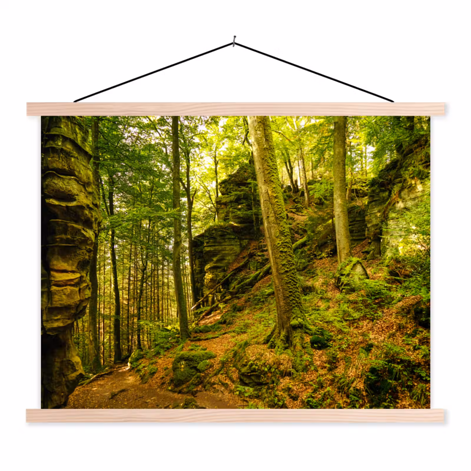 Schoolplaat - Bomen - Steen - Bos - Natuur - Planten — 1