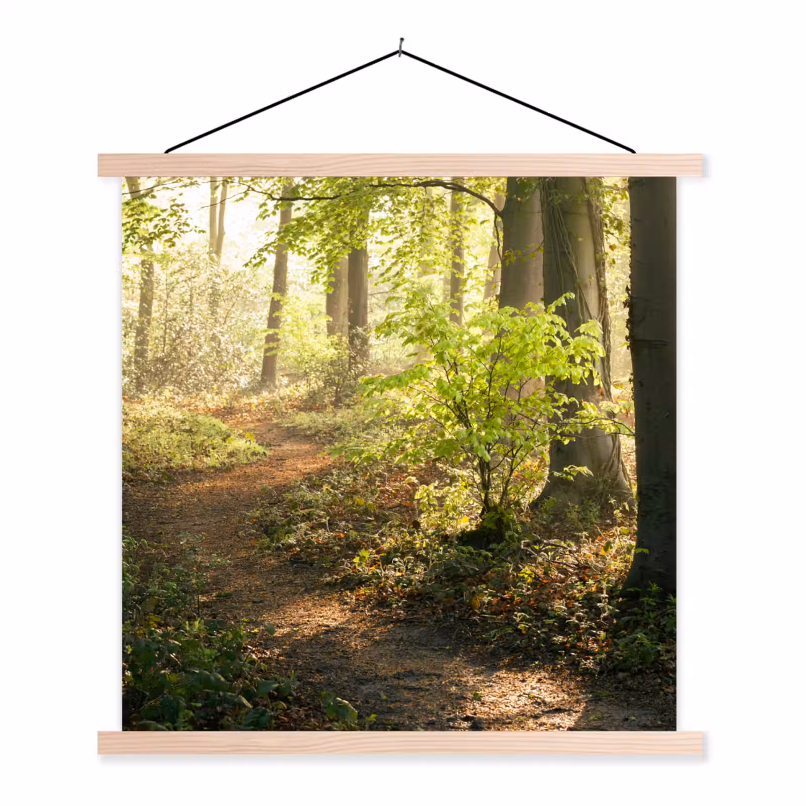 Schoolplaat - Bos - Bomen - Pad - Zon - Planten - Bladeren - Natuur — 1