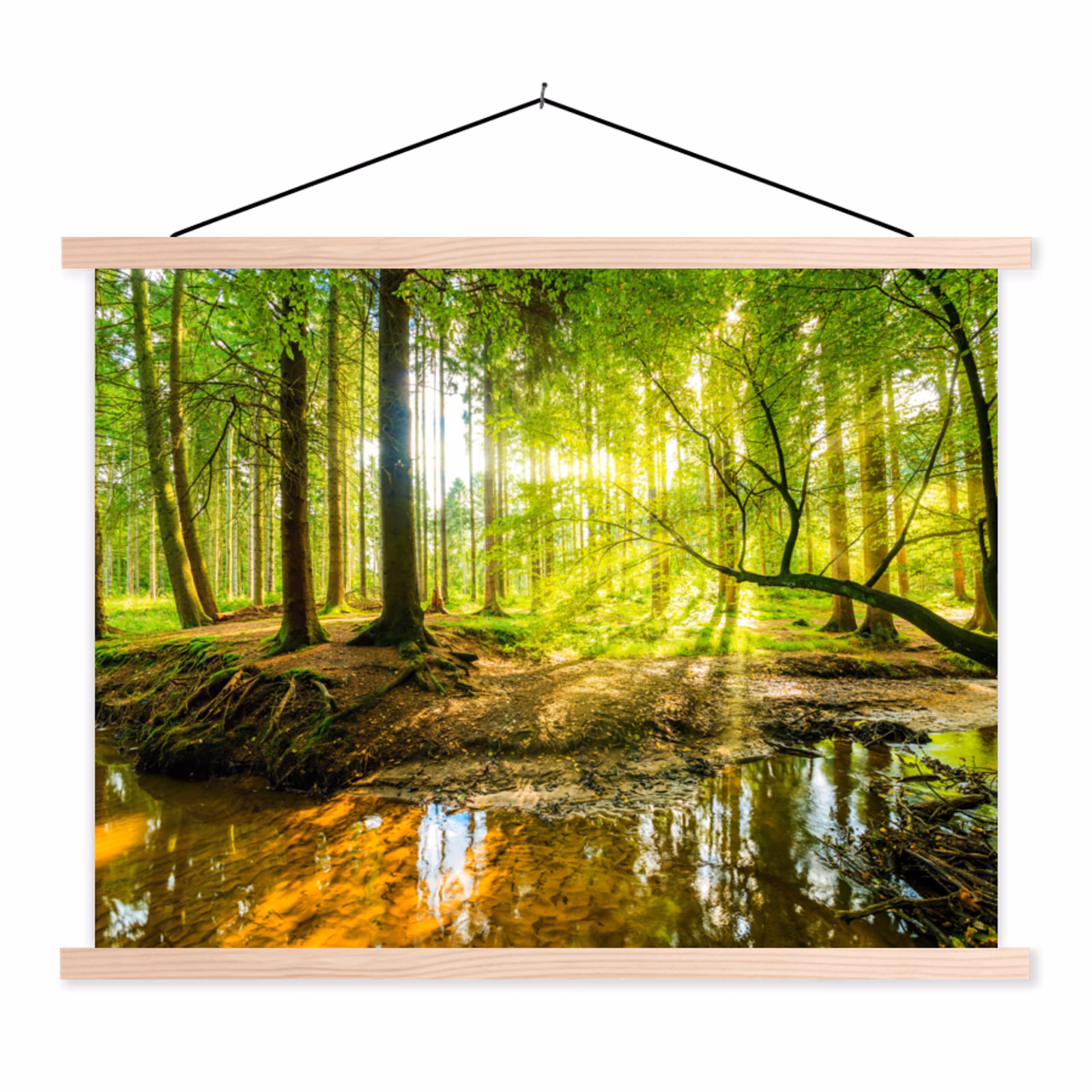 Schoolplaat - Bos - Landschap - Water - Bomen - Zon - Groen - Natuur — 1