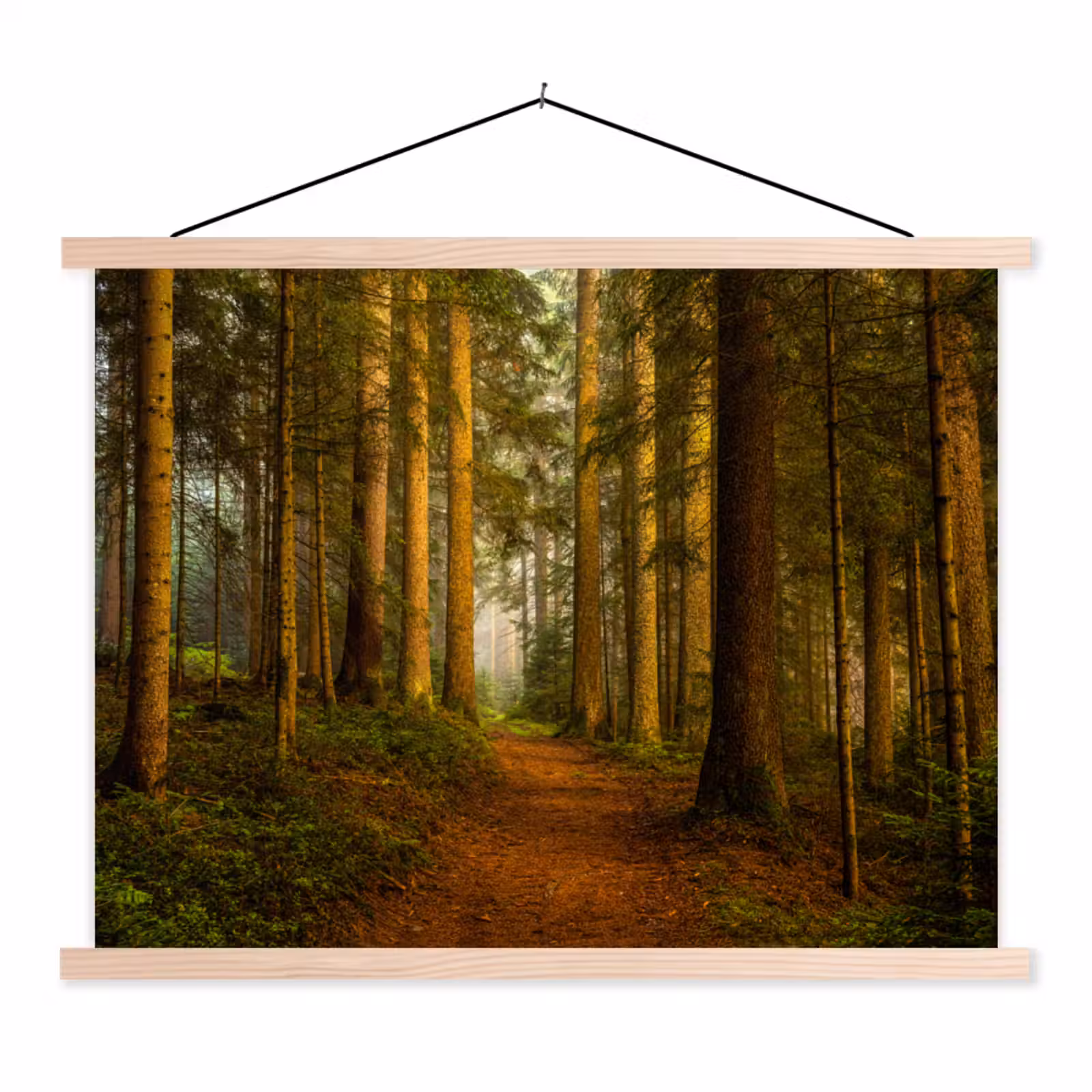 Schoolplaat - Bos - Natuur - Bomen - Landschap - Bladeren — 1