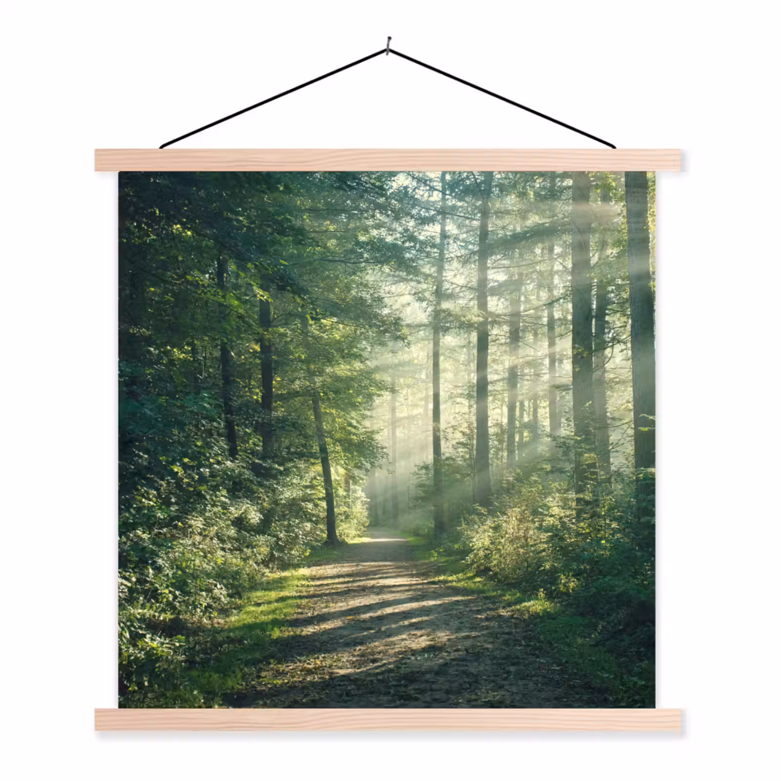 Schoolplaat - Bos - Pad - Zon - Bomen - Groen - Natuur — 1