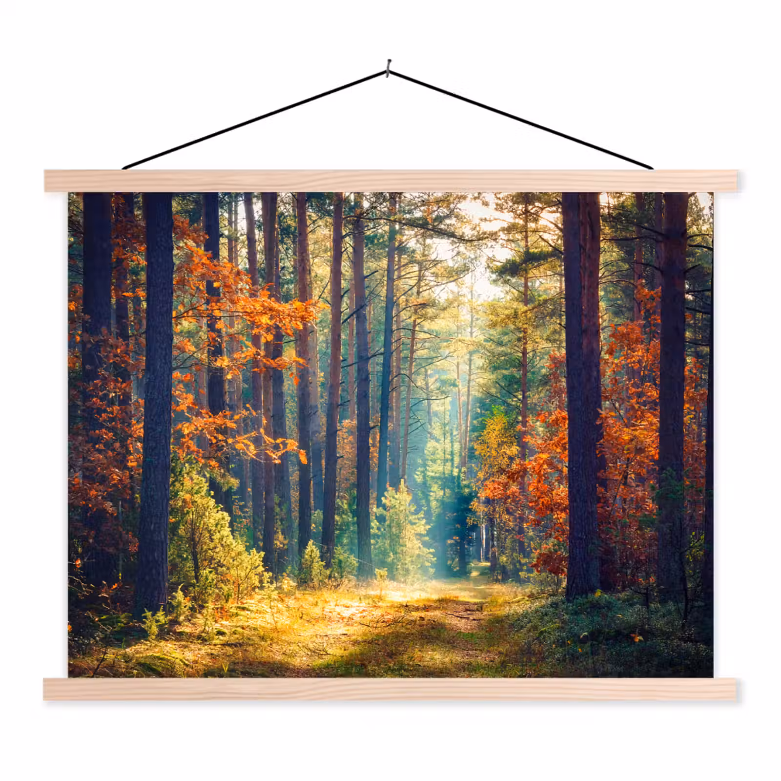 Schoolplaat - Bos - Zon - Natuur - Herfst — 1