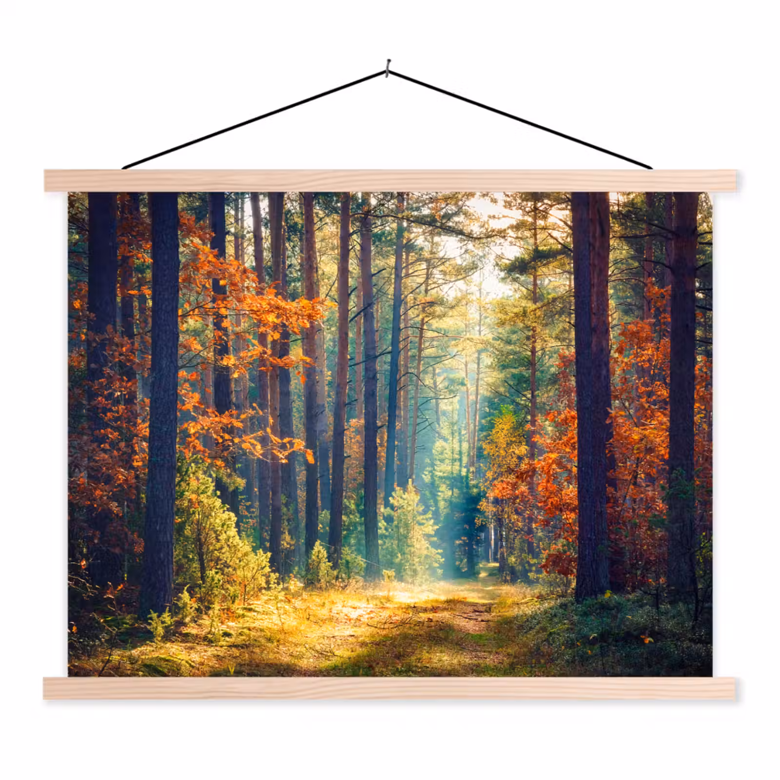 Schoolplaat - Bos - Zon - Natuur - Herfst — 1