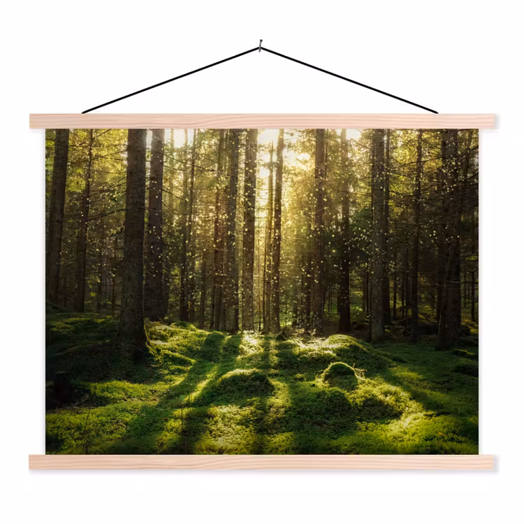 Schoolplaat - Bomen - Bos - Mos - Planten - Zon - Natuur — 1