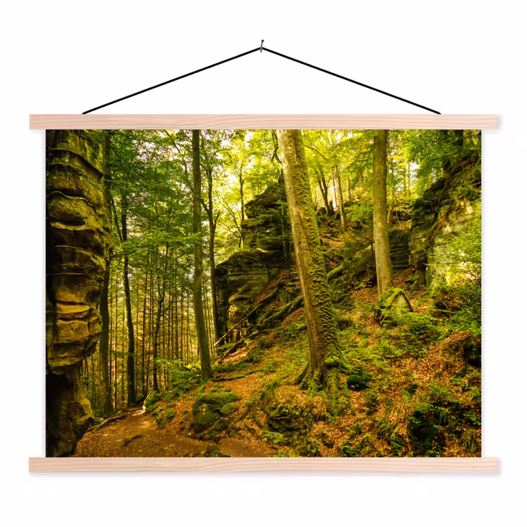 Schoolplaat - Bomen - Steen - Bos - Natuur - Planten — 1