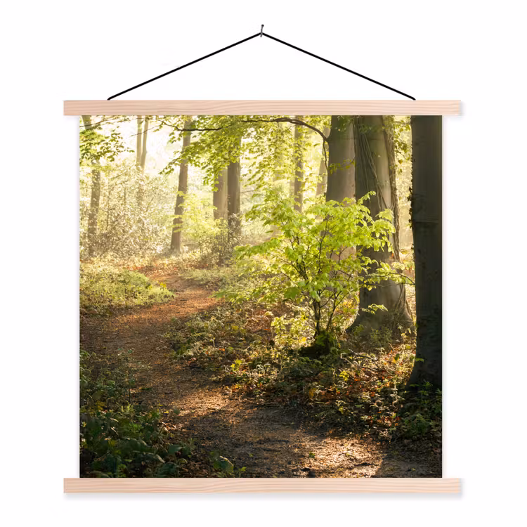Schoolplaat - Bos - Bomen - Pad - Zon - Planten - Bladeren - Natuur — 1
