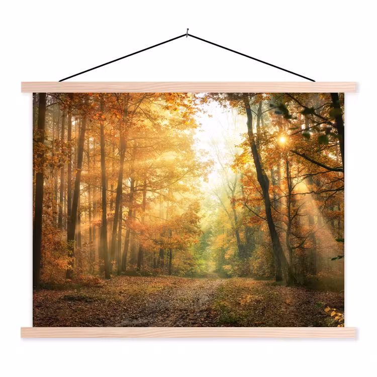 Schoolplaat - Bos - Herfst - Zon - Landschap - Natuur - Bomen - Bladeren — 1