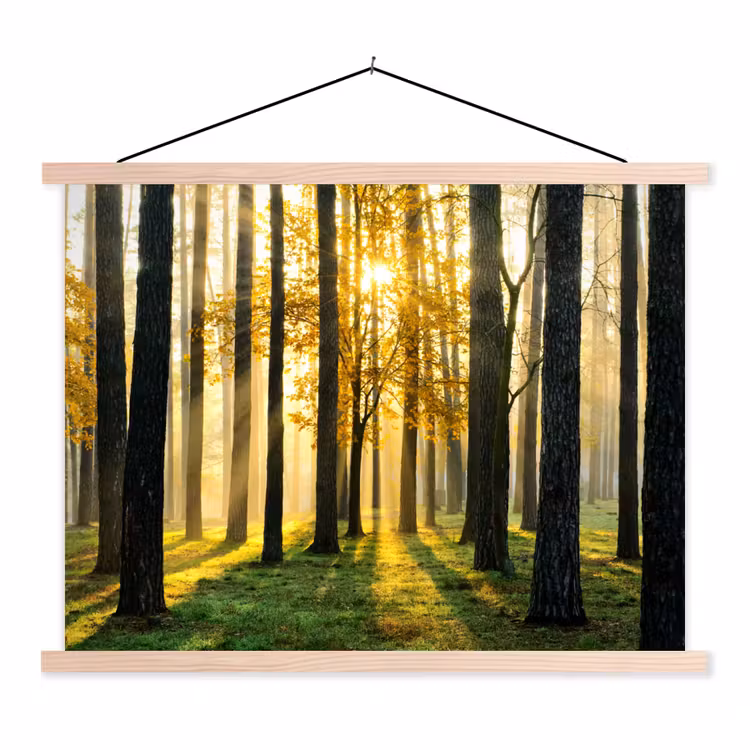 Schoolplaat - Bos - Zon - Bomen - Gras - Landschap - Natuur — 1