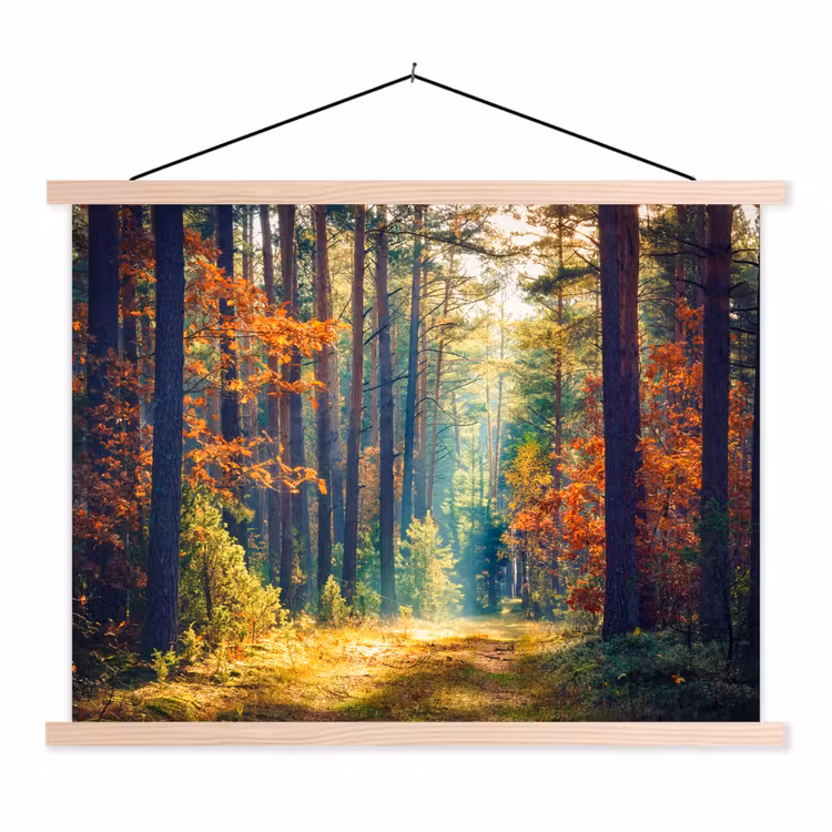 Schoolplaat - Bos - Zon - Natuur - Herfst — 1