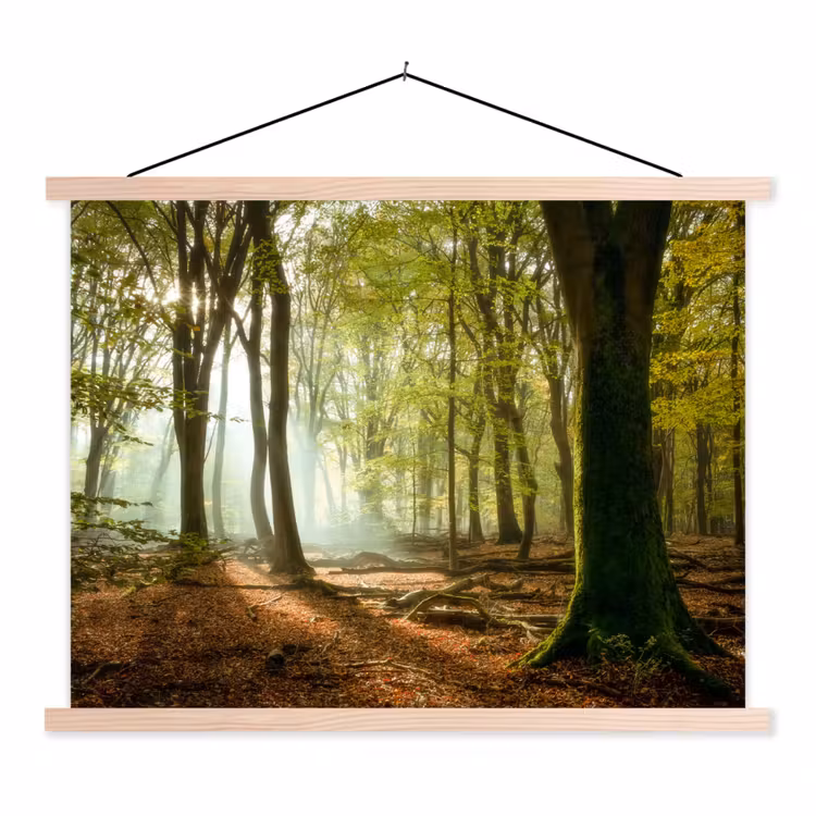 Schoolplaat - Bos - Zon - Seizoenen - Landschap — 1