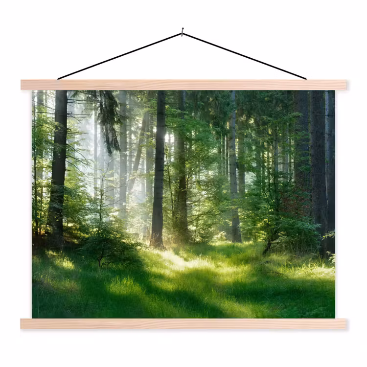 Schoolplaat - Natuur - Bomen - Bos - Groen - Zon - Gras - Planten — 1