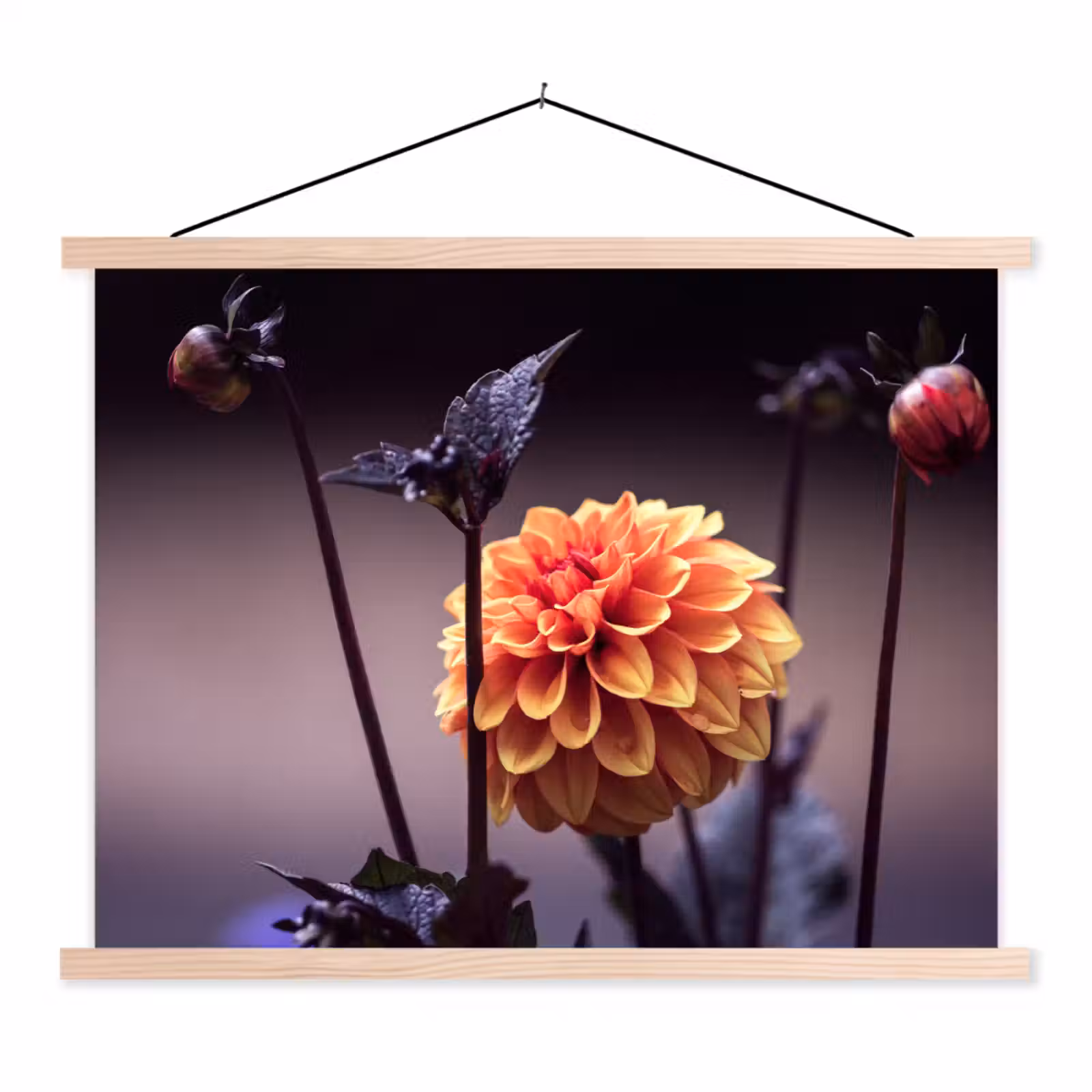 Schoolplaat - Bloemen - Chrysant - Macro - Planten — 1