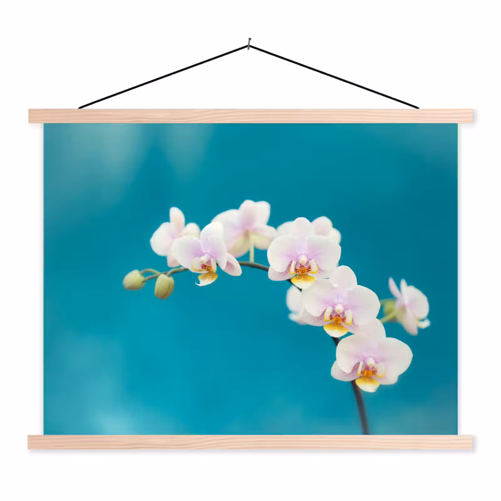 Schoolplaat - Orchidee - Bloemen - Plant - Wit - Paars — 1