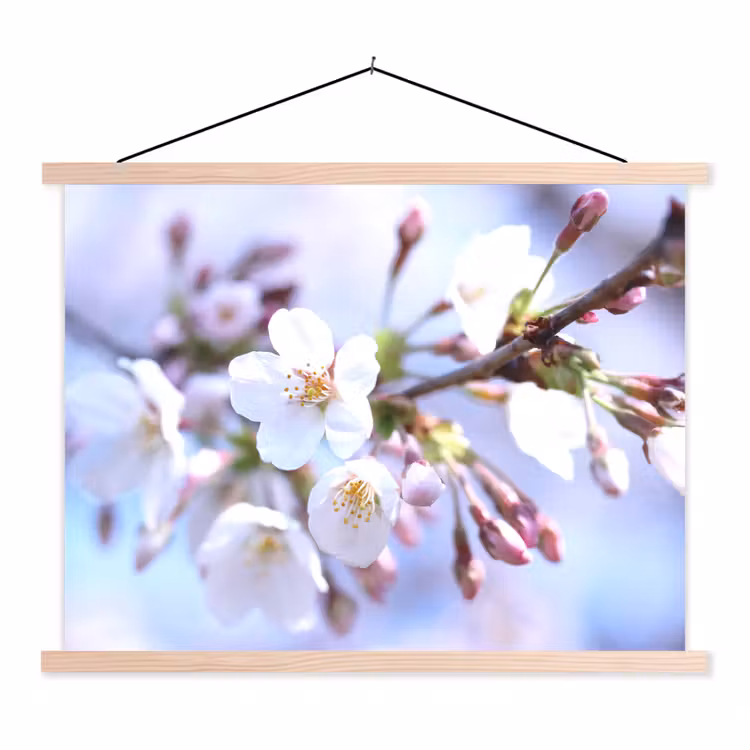 Schoolplaat - Bloemen - Sakura - Tak - Bloesem takken — 1
