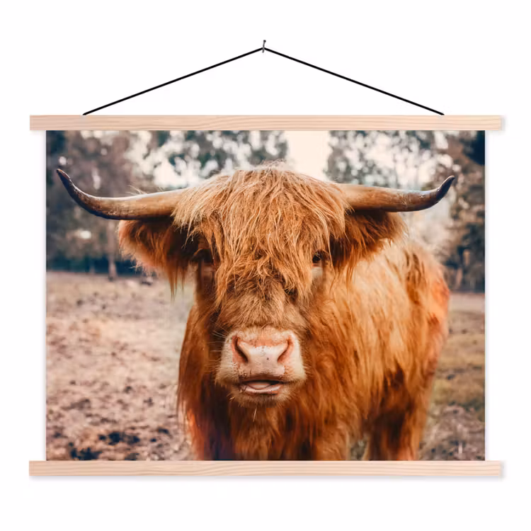 Schoolplaat - Koe- Schotse hooglander - Hoorns - Bruin - Landschap — 1