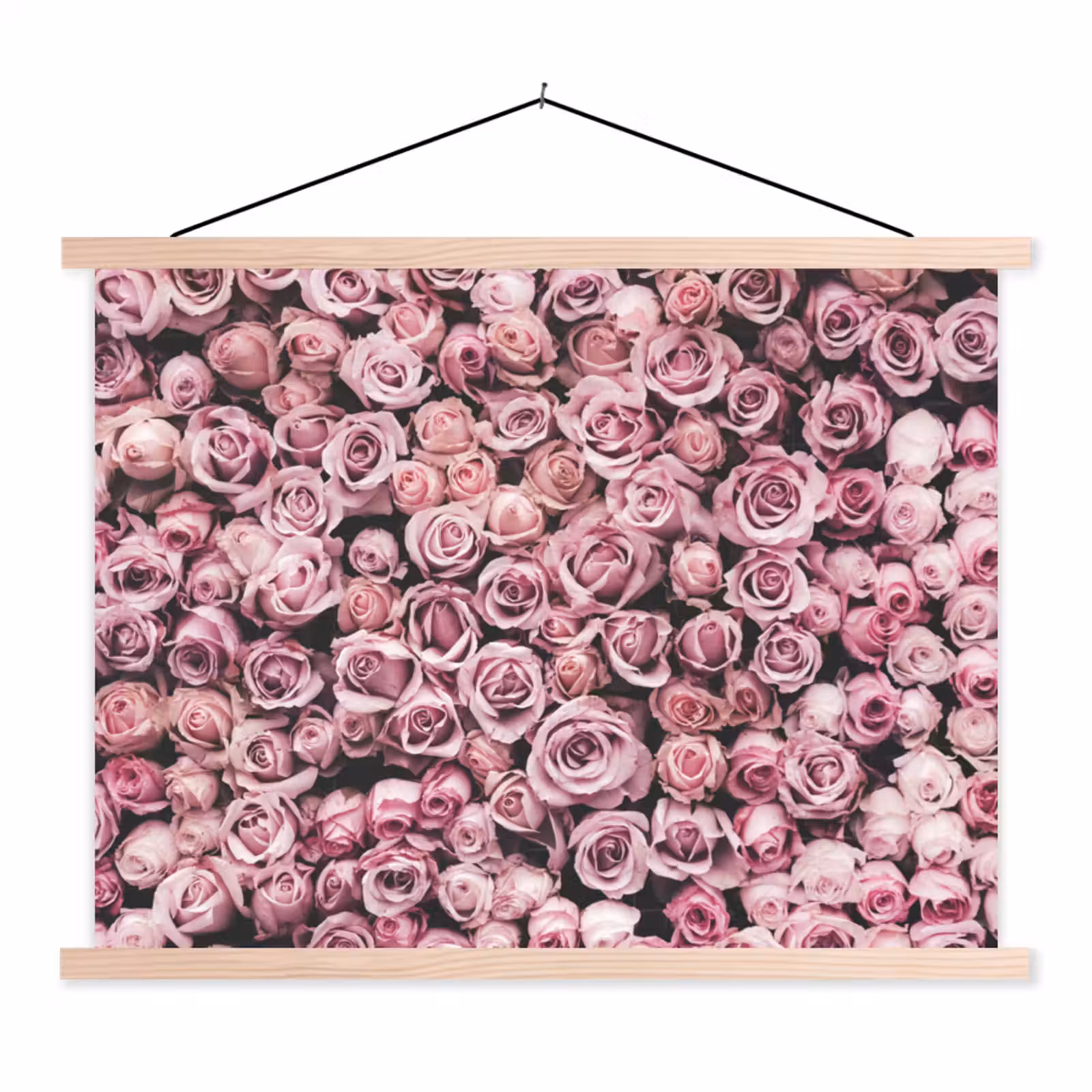 Schoolplaat - Bloemen - Rozen - Natuur - Roze - Botanisch — 1