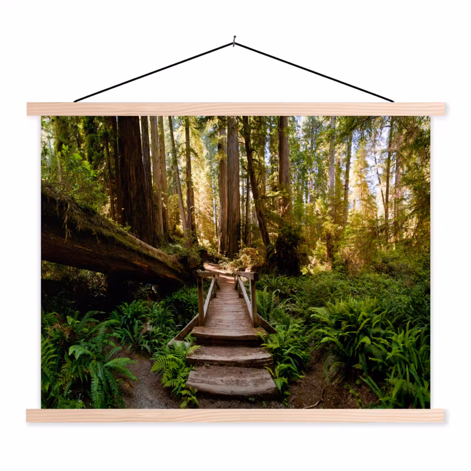 Schoolplaat - Jungle - Natuur - Trap - Bomen — 1