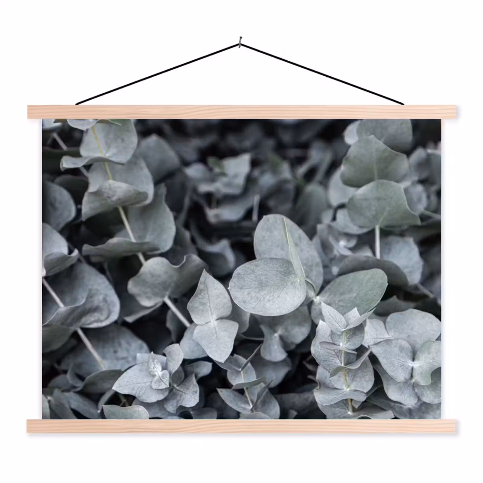 Schoolplaat - Natuur - Planten - Eucalyptus - Bladeren — 1