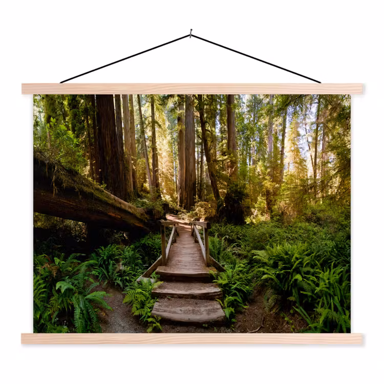 Schoolplaat - Jungle - Natuur - Trap - Bomen — 1