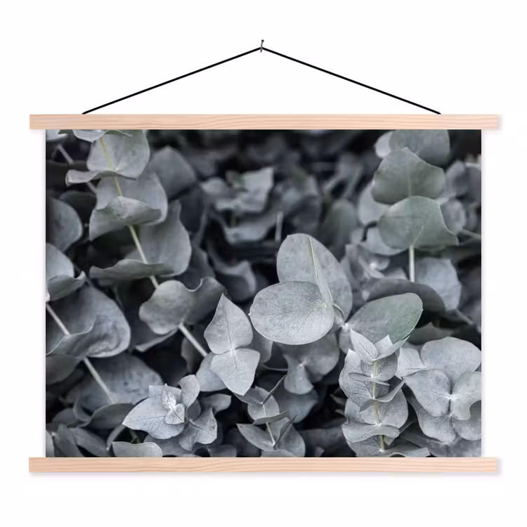 Schoolplaat - Natuur - Planten - Eucalyptus - Bladeren — 1