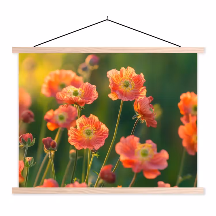 Schoolplaat - Bloemenveld - Zonnestralen - Oranje — 1