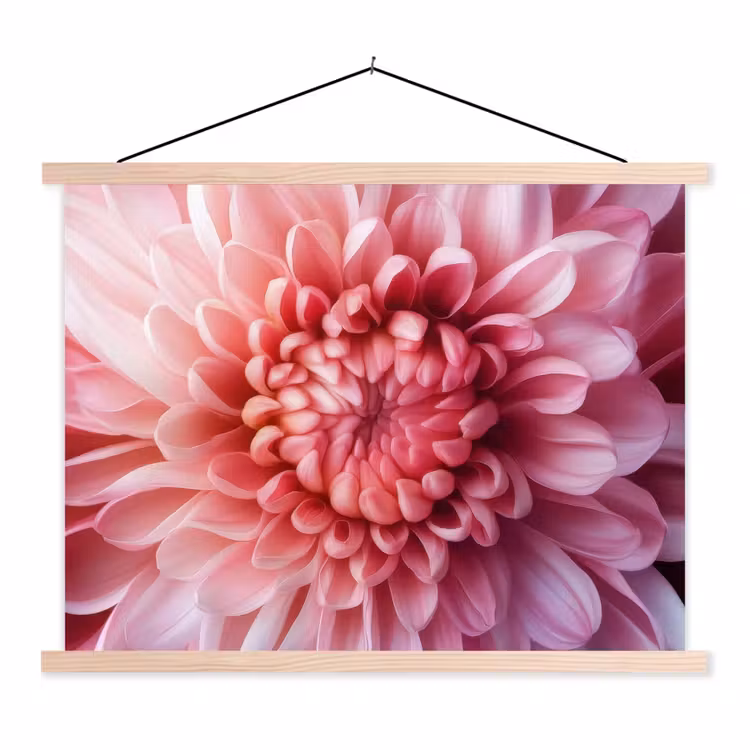 Schoolplaat - Dahlia - Bloem - Close up - Roze — 1