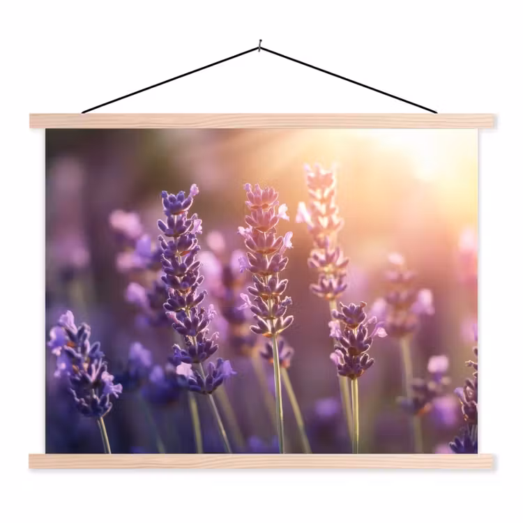 Schoolplaat - Lavendelbloemen - Paars - Zonlicht — 1