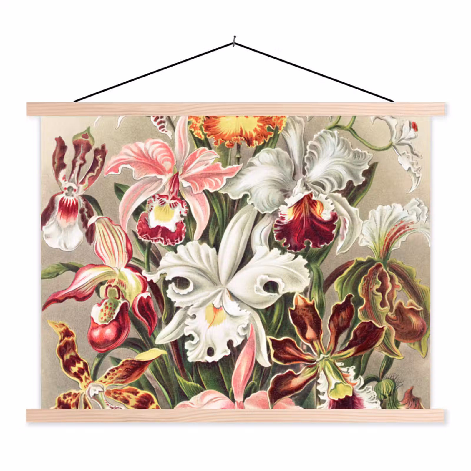 Schoolplaat - Bloemen - Ernst Haeckel - Vintage - Orchidee — 1