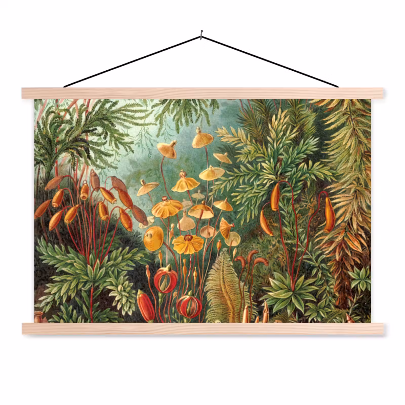 Schoolplaat - Design - Natuur - Paddenstoelen - Ernst Haeckel — 1