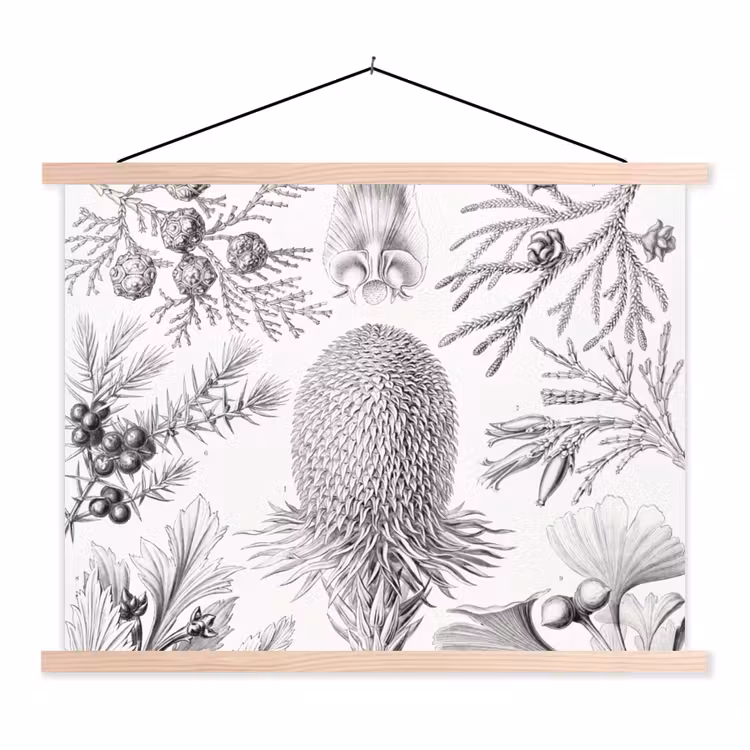 Schoolplaat - Coniferen - Ernst Haeckel - Kunst - Retro - Illustratie - Natuur — 1