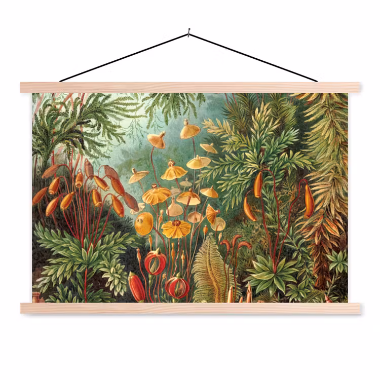 Schoolplaat - Design - Natuur - Paddenstoelen - Ernst Haeckel — 1