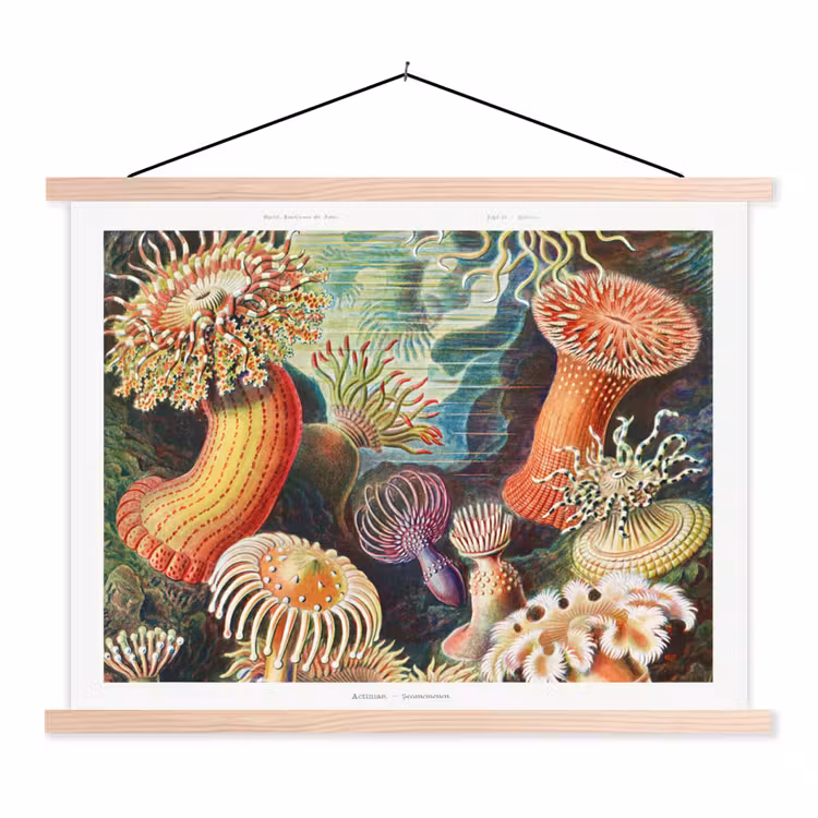 Schoolplaat - Ernst Haeckel - Anemoon - Retro - Natuur - Planten - Zee — 1