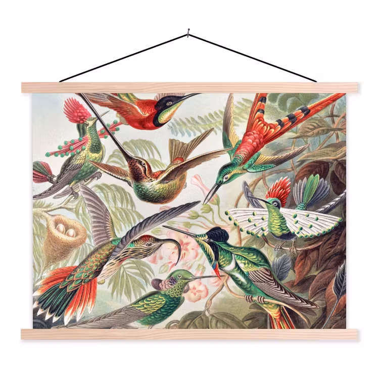 Schoolplaat - Kolibrie - Vintage - Ernst Haeckel - Vogel - Kunst - Natuur — 1