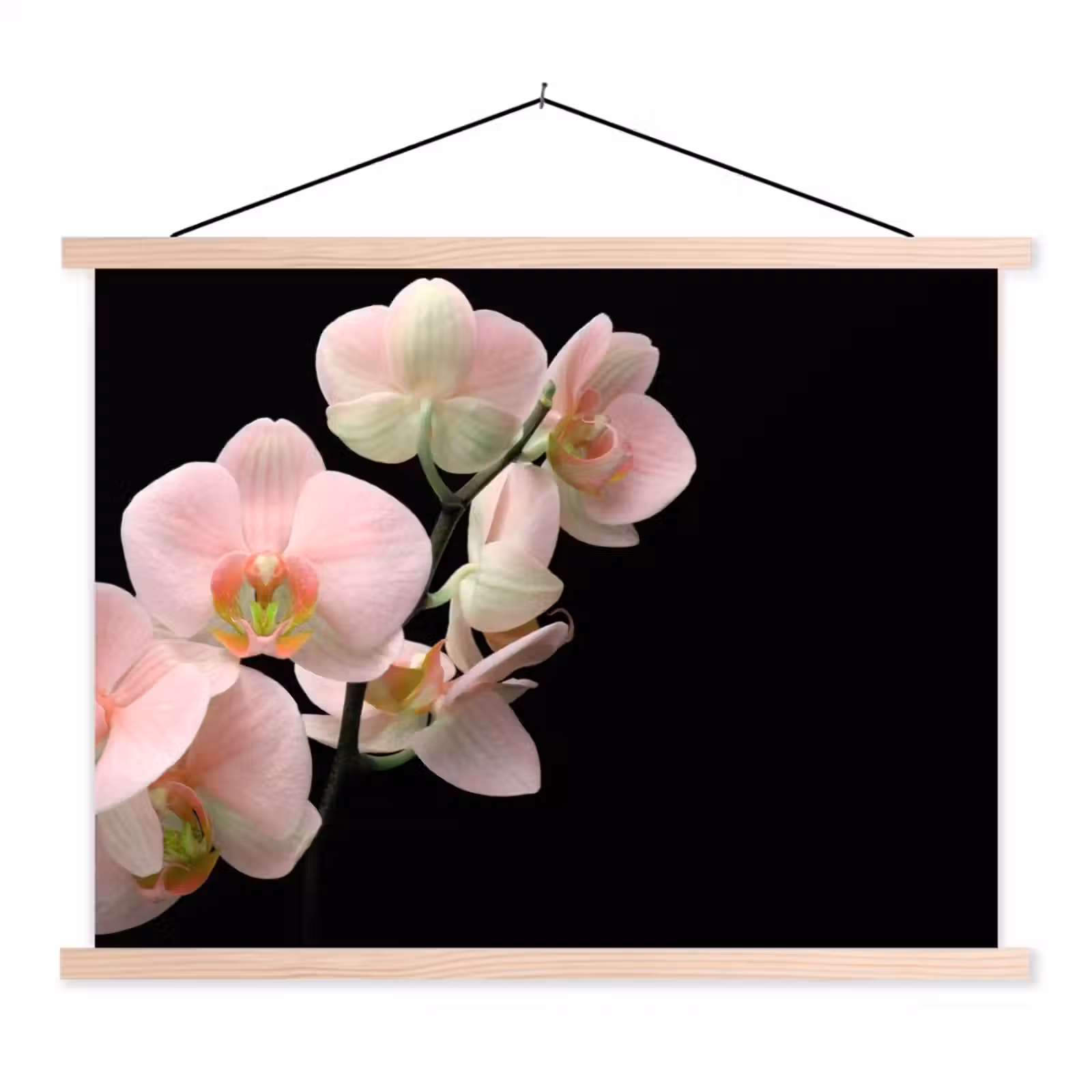 Schoolplaat - Orchidee - Bloemen - Roze - Stilleven - Flora — 1