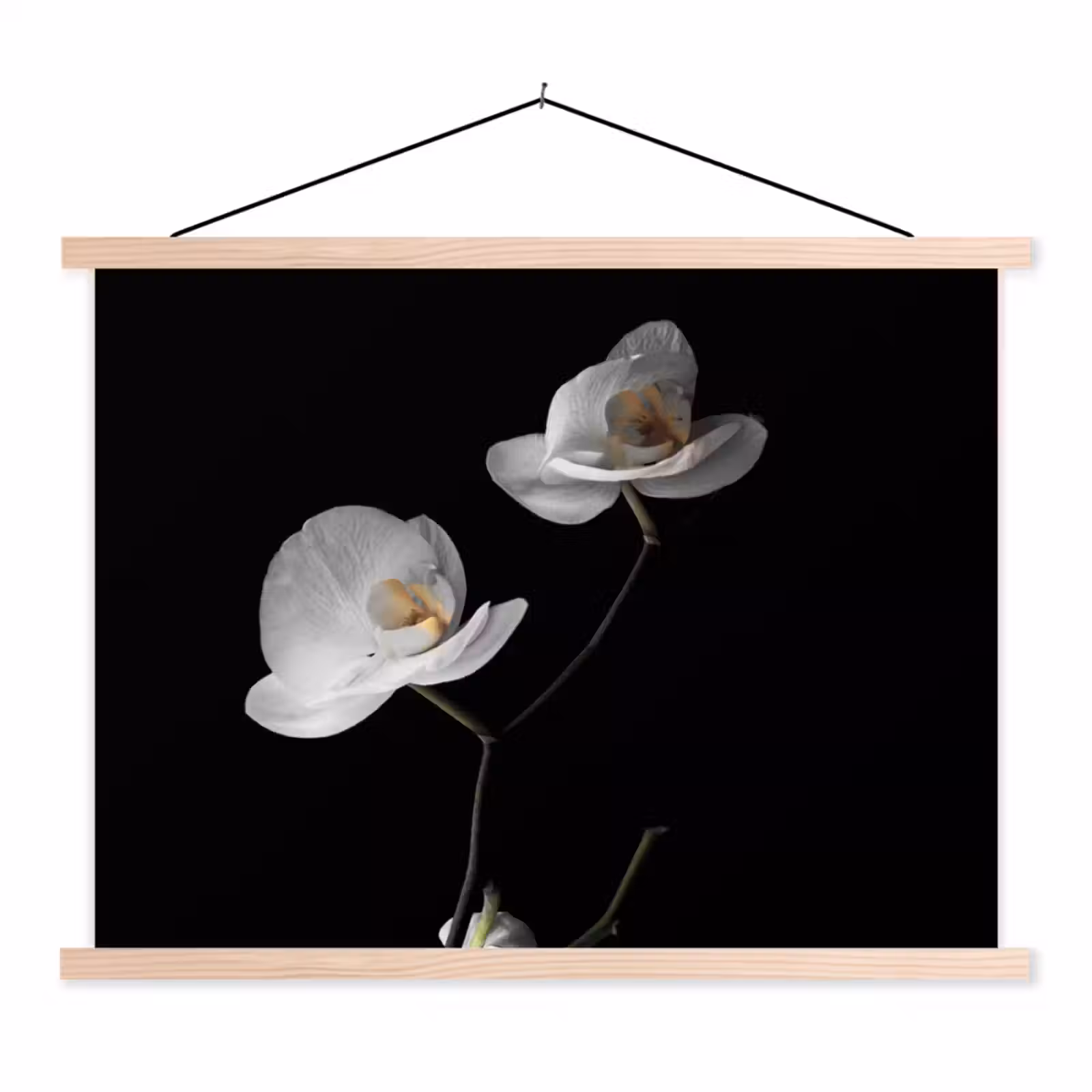 Schoolplaat - Orchidee - Bloemen - Zwart - Wit - Stilleven — 1