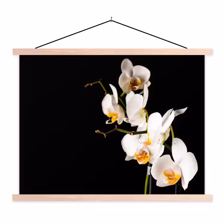 Schoolplaat - Orchidee - Bloemen - Planten - Botanisch — 1