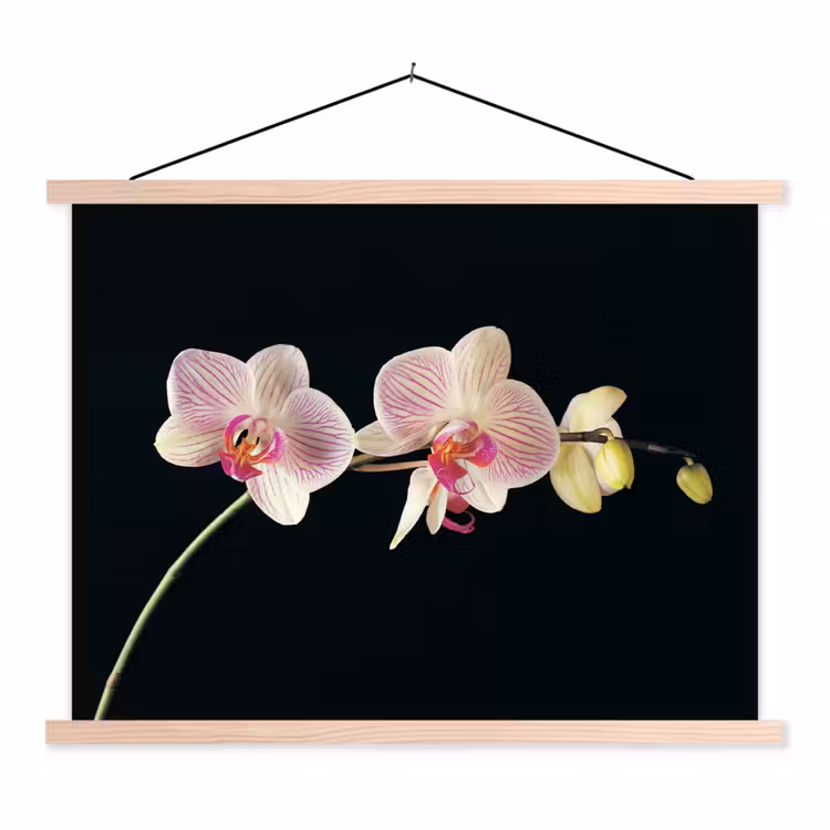 Schoolplaat - Orchidee - Bloemen - Zwart - Roze - Knoppen — 1