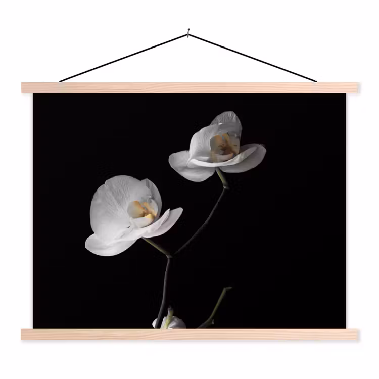 Schoolplaat - Orchidee - Bloemen - Zwart - Wit - Stilleven — 1