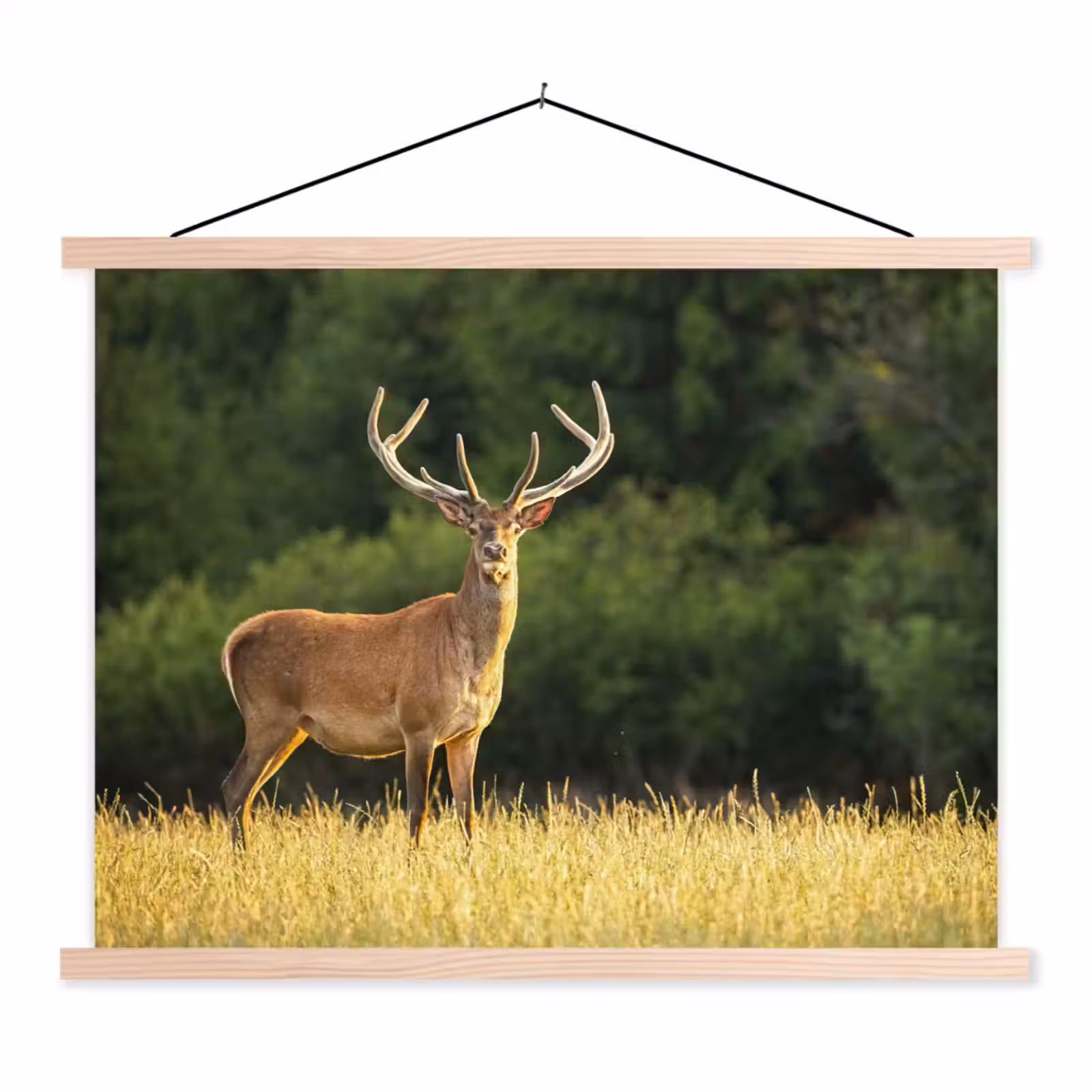 Schoolplaat - Hert - Gewei - Gras - Natuur - Dieren - Groen — 1