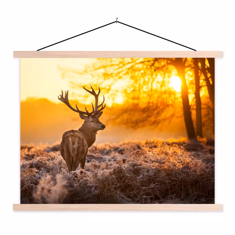 Schoolplaat - Hert - Dieren - Zonsondergang - Winter - Heide - Natuur — 1
