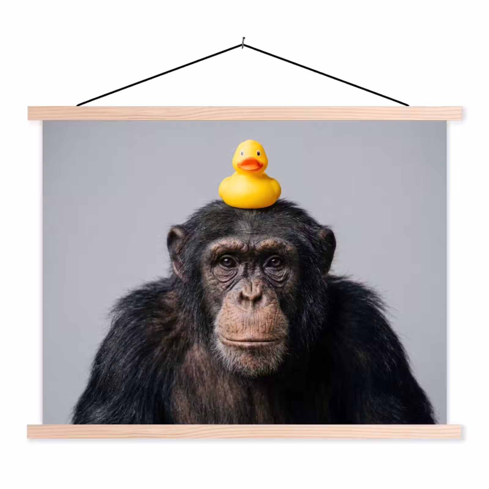 Schoolplaat - Chimpansee - Badeend - Grijs — 1