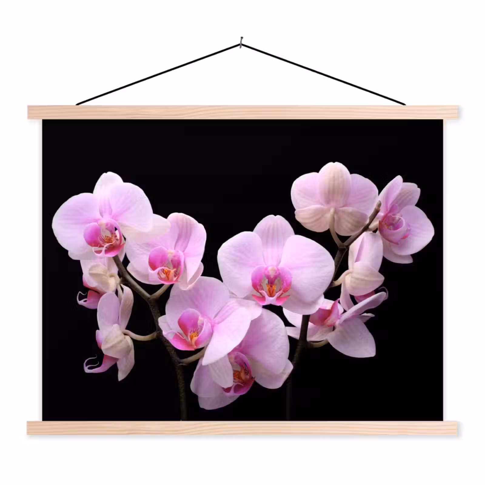 Schoolplaat - Orchidee - Bloemen - Roze - Flora — 1