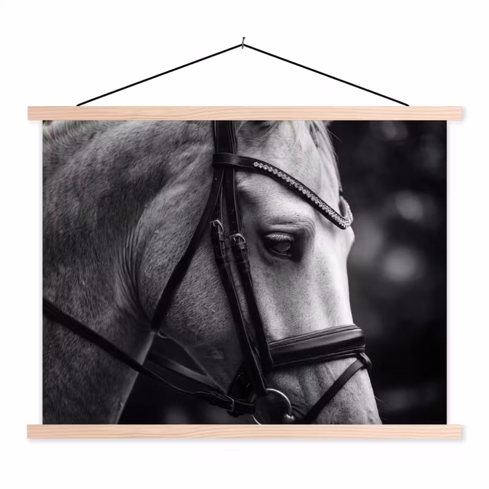 Schoolplaat - Paard - Schimmel - Portret — 1
