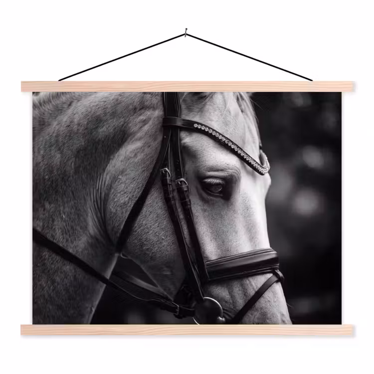 Schoolplaat - Paard - Schimmel - Portret — 1