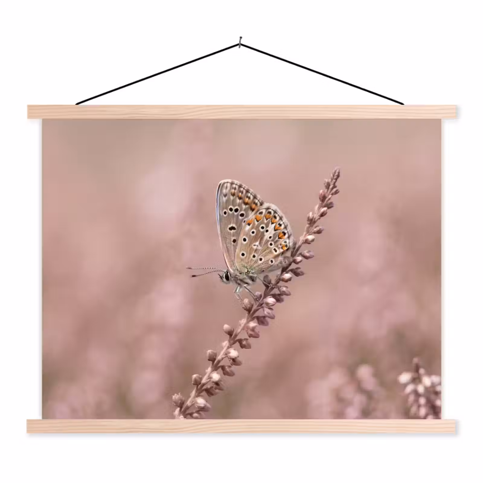 Schoolplaat - Lavendel - Vlinder - Paars — 1