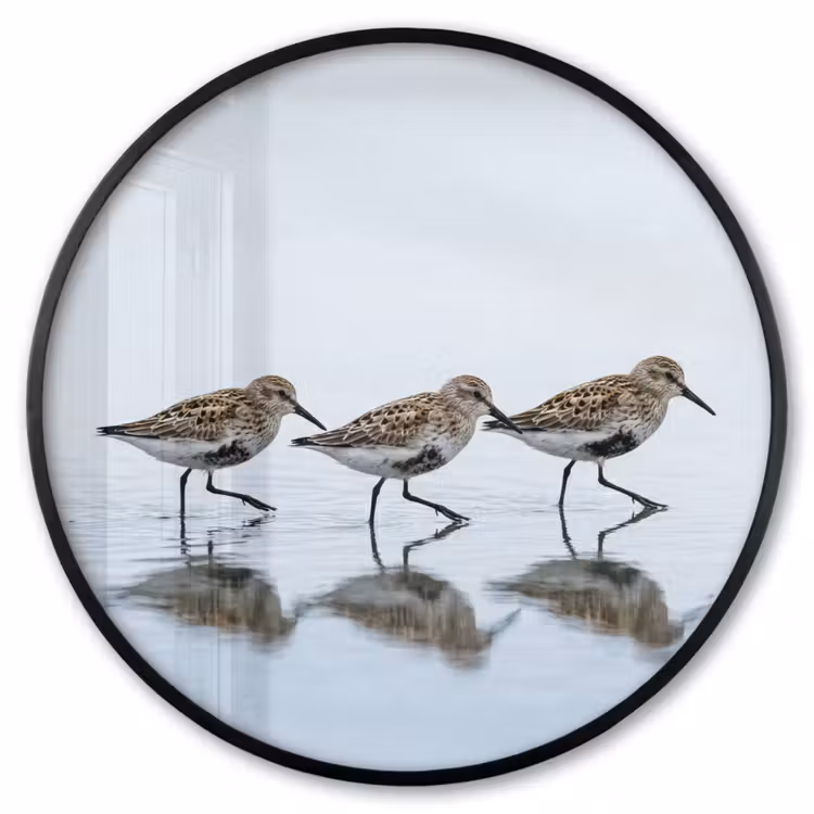 Ronde fotolijst - Vogels - Water - Grijs — 1